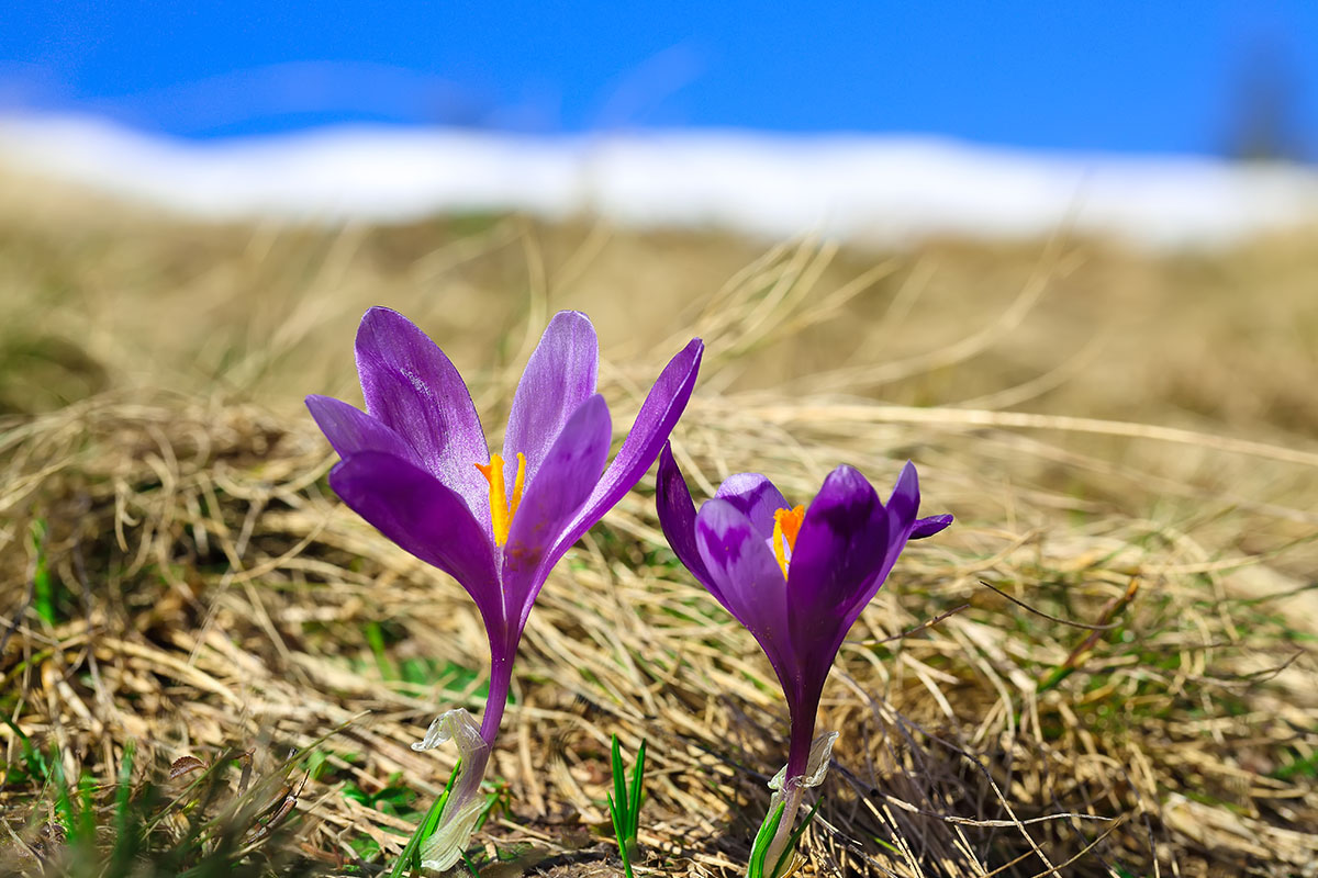 krokusy w gorcach